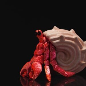 DSC_01327_f8ac17753d Caranguejo Eremita Articulado